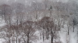 Snow Emergency Information